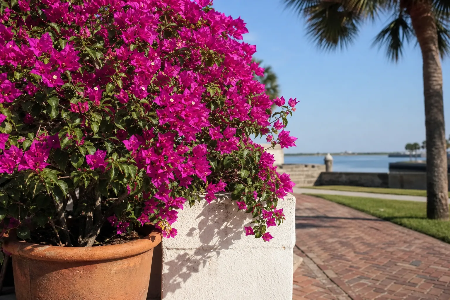Potted Bougainvillea in a Sunny Waterfront Location Vivid magenta bougainvillea in a terracotta pot beside a sunny brick walkway, palm trees, and waterfront.