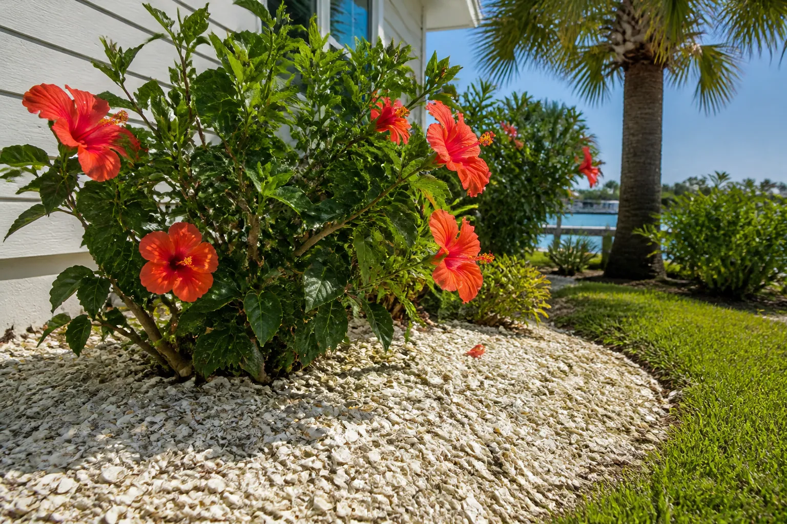 Red Hibiscus in a Crushed Shell Garden Bed Red hibiscus flowers grow in a bed of pale crushed shells beside white house siding, with a lawn, palm tree and water beyond.