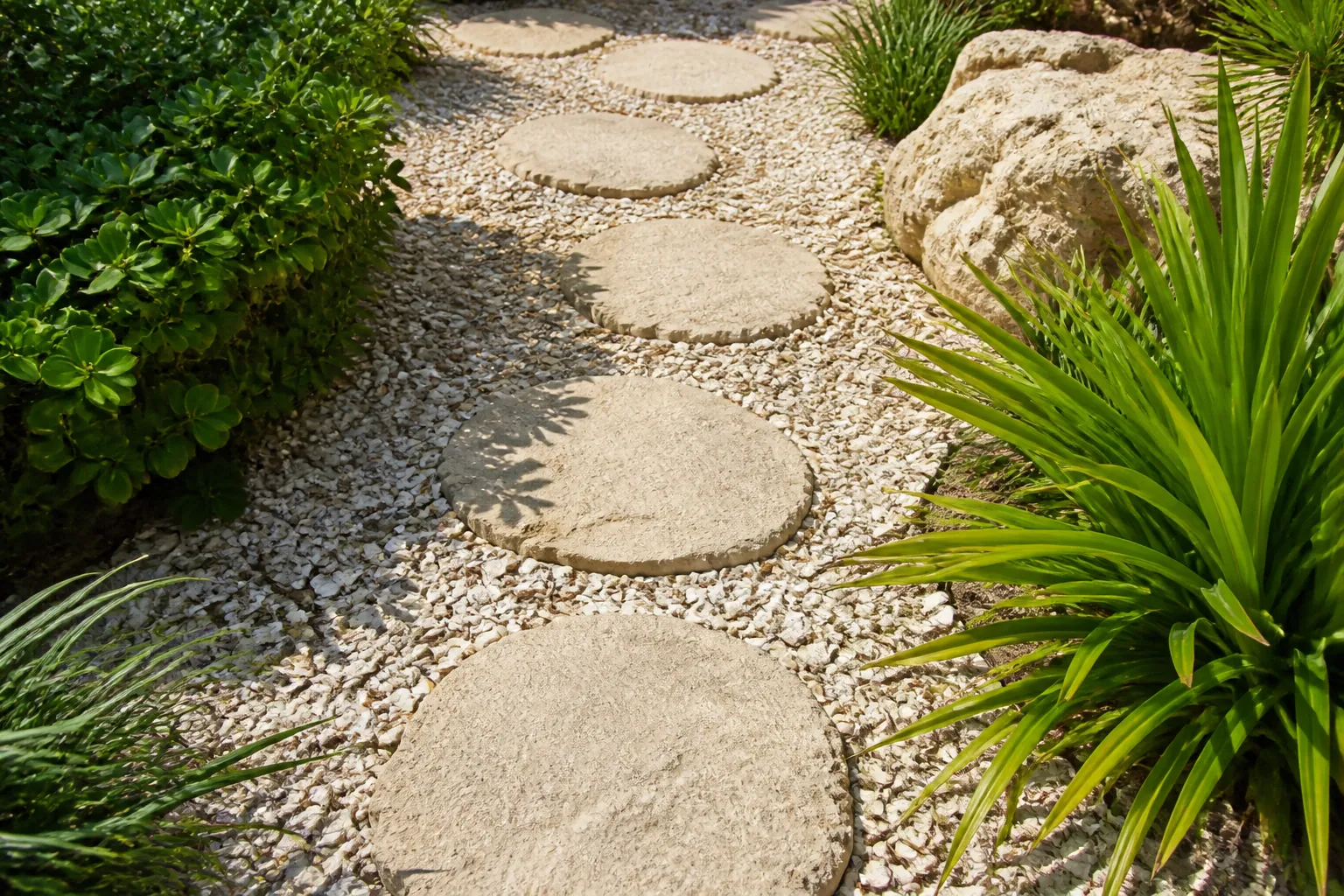 Round Stepping Stones in a Shell Gravel Garden Path Round beige stepping stones form a path through crushed shell gravel, bordered by green shrubs, spiky plants, and a large rock.; coquina shell around landscape stepping stones planning guide