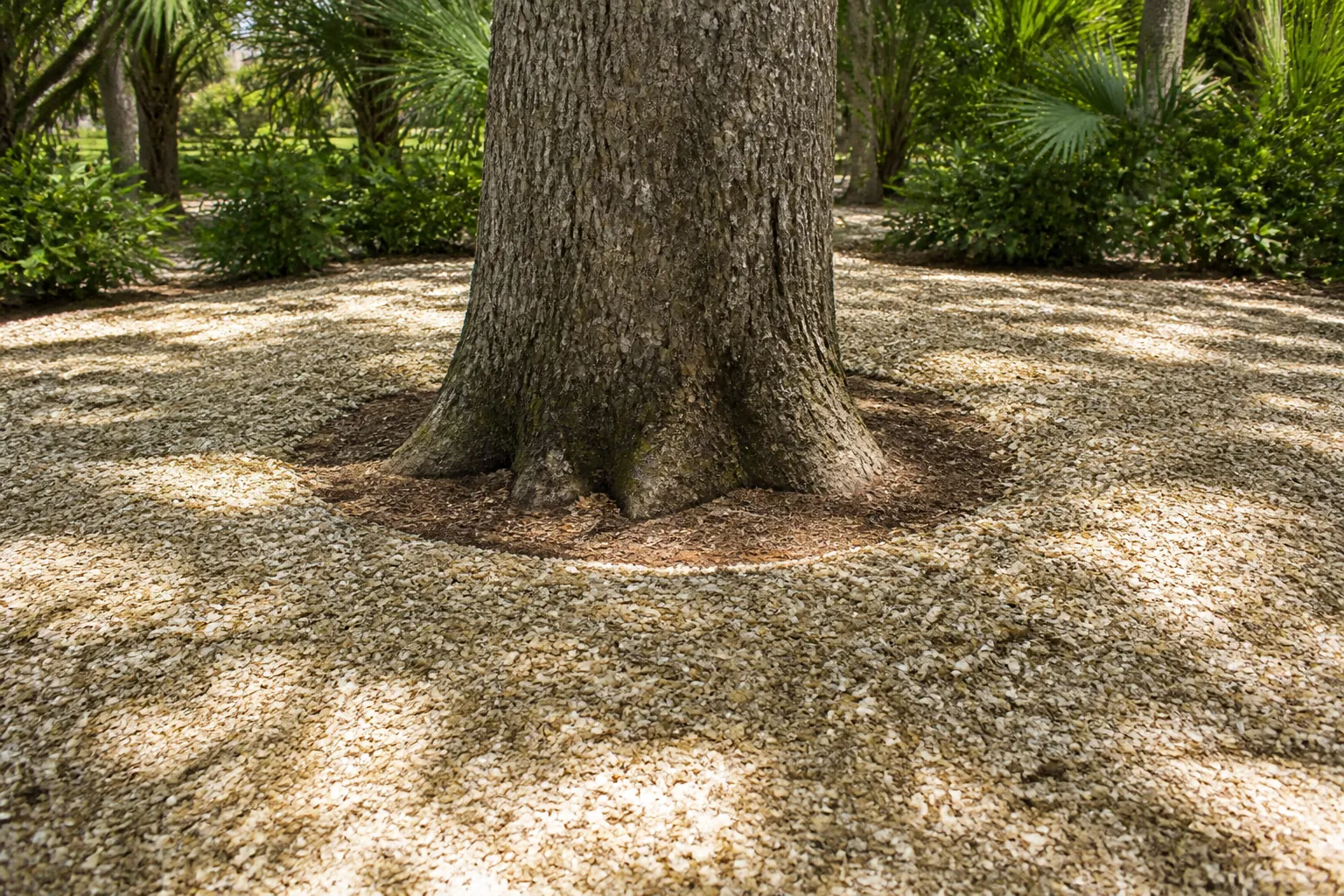 Coquina Shell Kept Clear of a Tree's Root Flare Coquina shell ground cover surrounds a large tree, leaving a ring of bare soil around its trunk and exposed root flare.