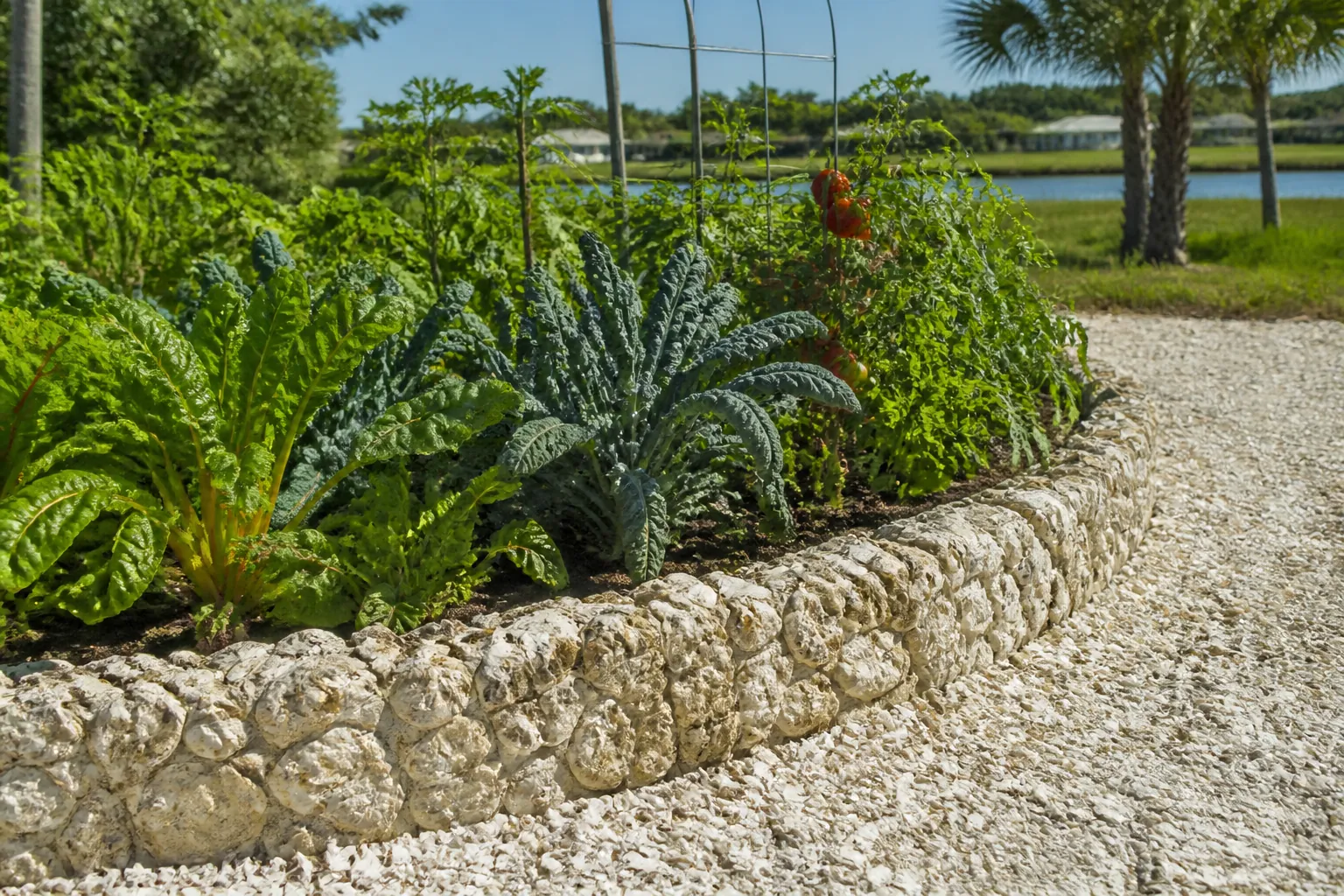 Coquina Border Around a Leafy Vegetable Garden A curved coquina stone border surrounds leafy vegetables and tomato plants beside a pale shell path, with palms and a pond beyond.