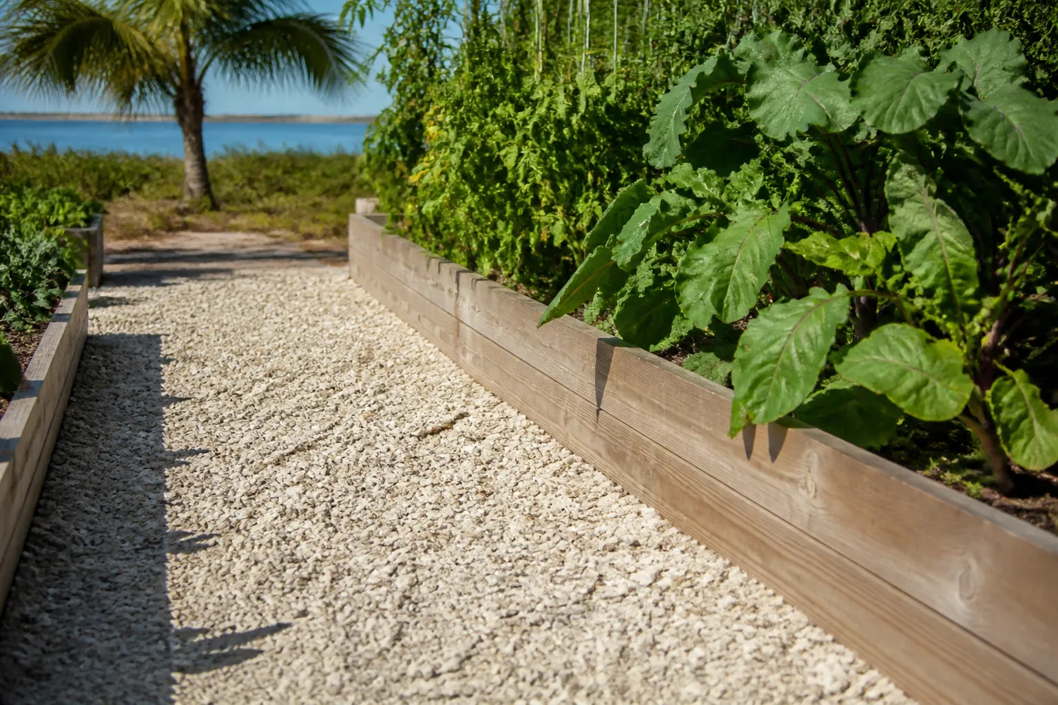 Crushed-Shell Path Between Raised Vegetable Beds A pale crushed-shell path runs between wooden raised vegetable beds, with a palm tree and blue water in the background.