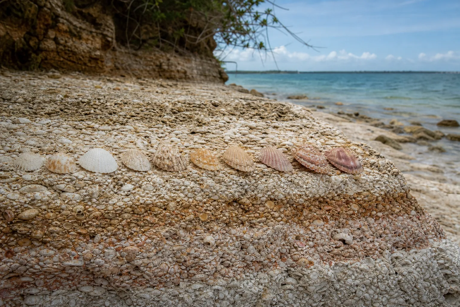 Natural Shell Colors on a Coquina Shore A row of white, cream, tan, and pink ribbed shells rests on shell-rich coastal rock beside turquoise water.