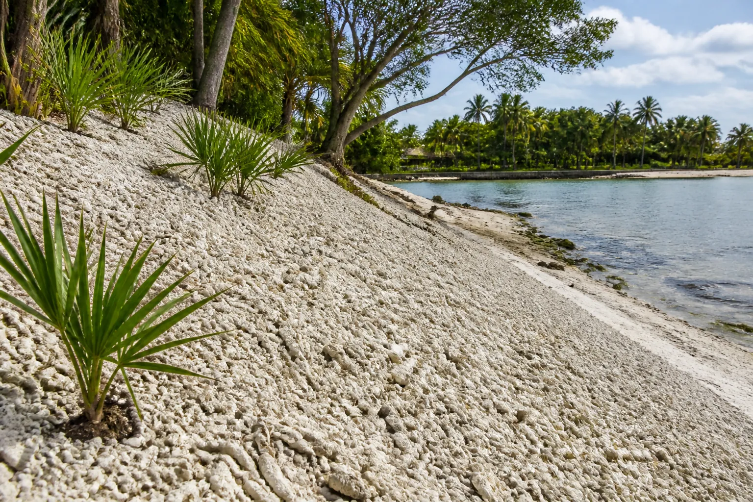 Shell-Covered Slope Along a Tropical Shoreline Pale shell-covered ground slopes toward calm water, with small palms and mature trees growing along the bank.