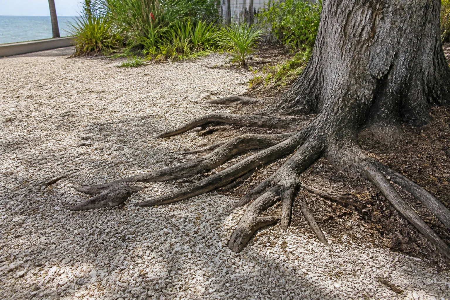 Exposed Tree Roots in Crushed Shell Ground Cover Exposed roots spread from a large tree across pale crushed shell ground cover, with coastal plants and ocean in the background.