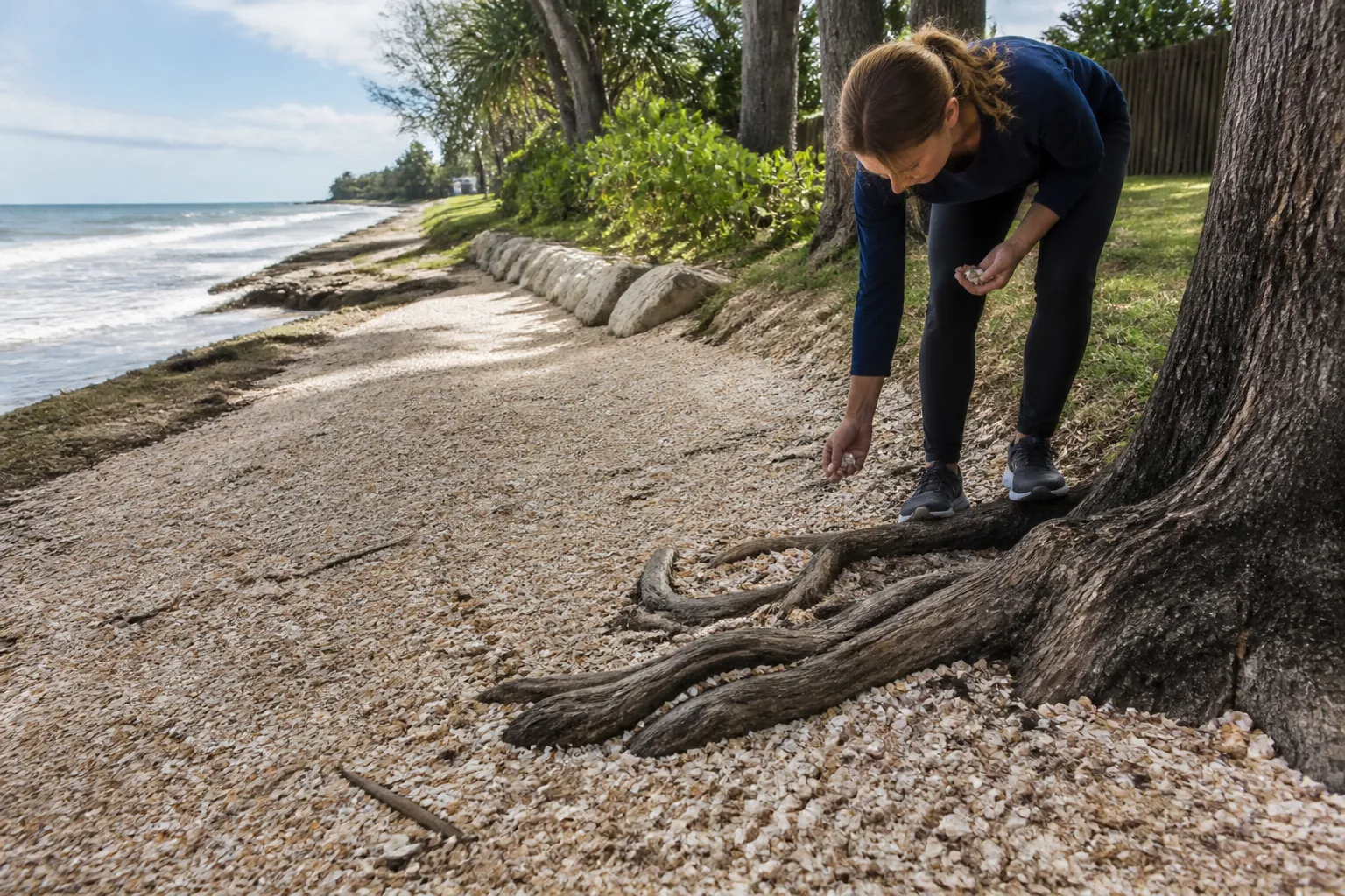 Examining Shell Fragments Near Exposed Coastal Tree Roots A woman bends to examine shell fragments beside exposed tree roots on a shell-covered shoreline with ocean waves nearby.; coquina shell over exposed tree roots planning guide