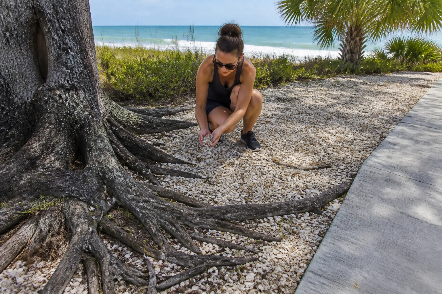 Shell Landscaping Beside Exposed Tree Roots on the Coast A woman crouches beside exposed tree roots, holding crushed shells in a shell-covered area beside a coastal walkway.