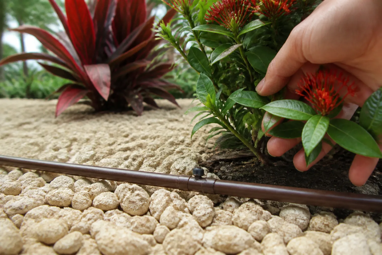 Checking a Flowering Shrub Beside Shell Mulch and Drip Tubing A hand holds a red-flowering shrub beside brown drip irrigation tubing and pale, rough shell mulch in a garden bed.
