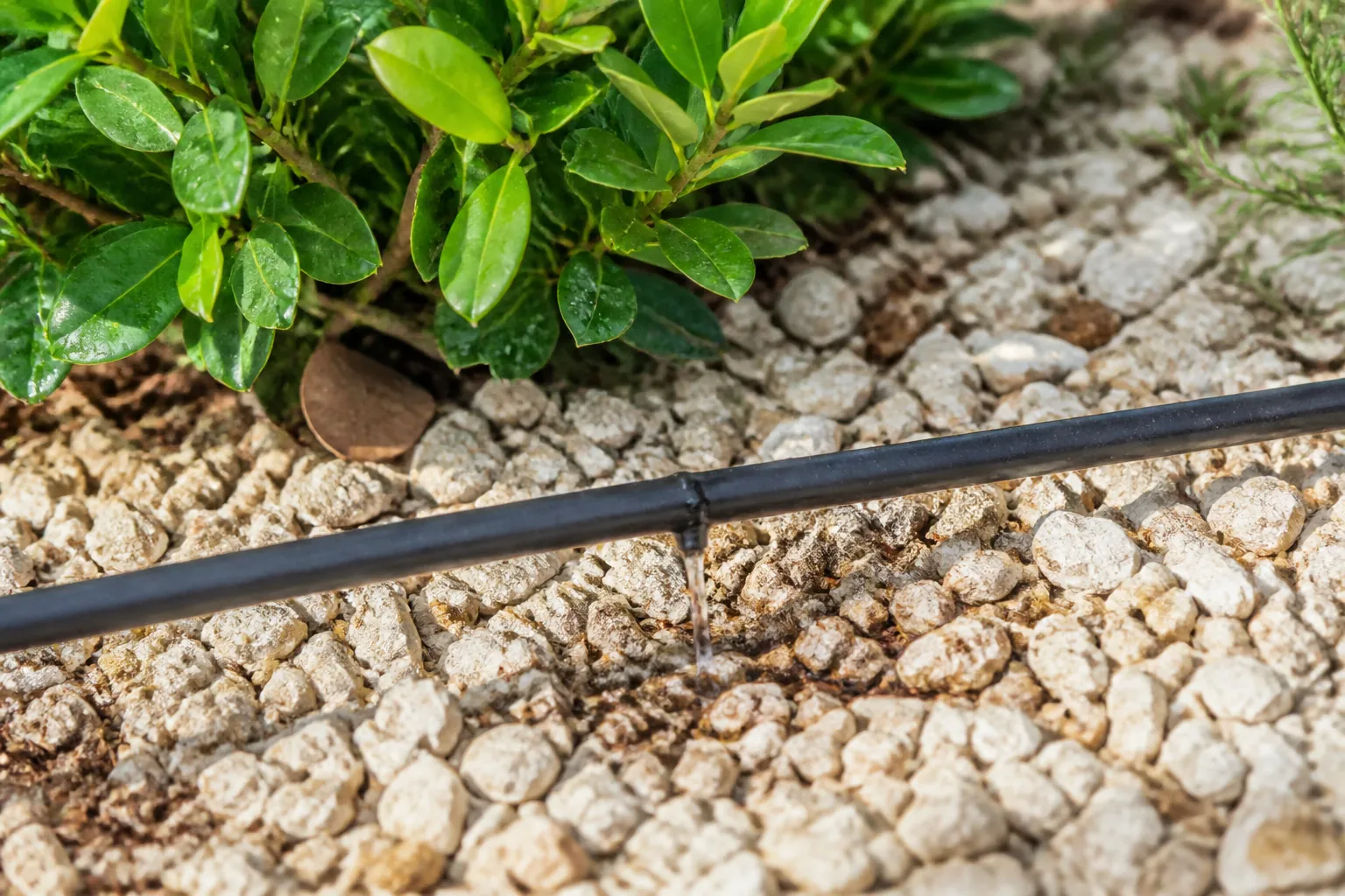 Drip Irrigation Watering Coquina Shell Mulch Black drip irrigation tubing releases water onto pale coquina shell mulch beside a leafy green shrub.