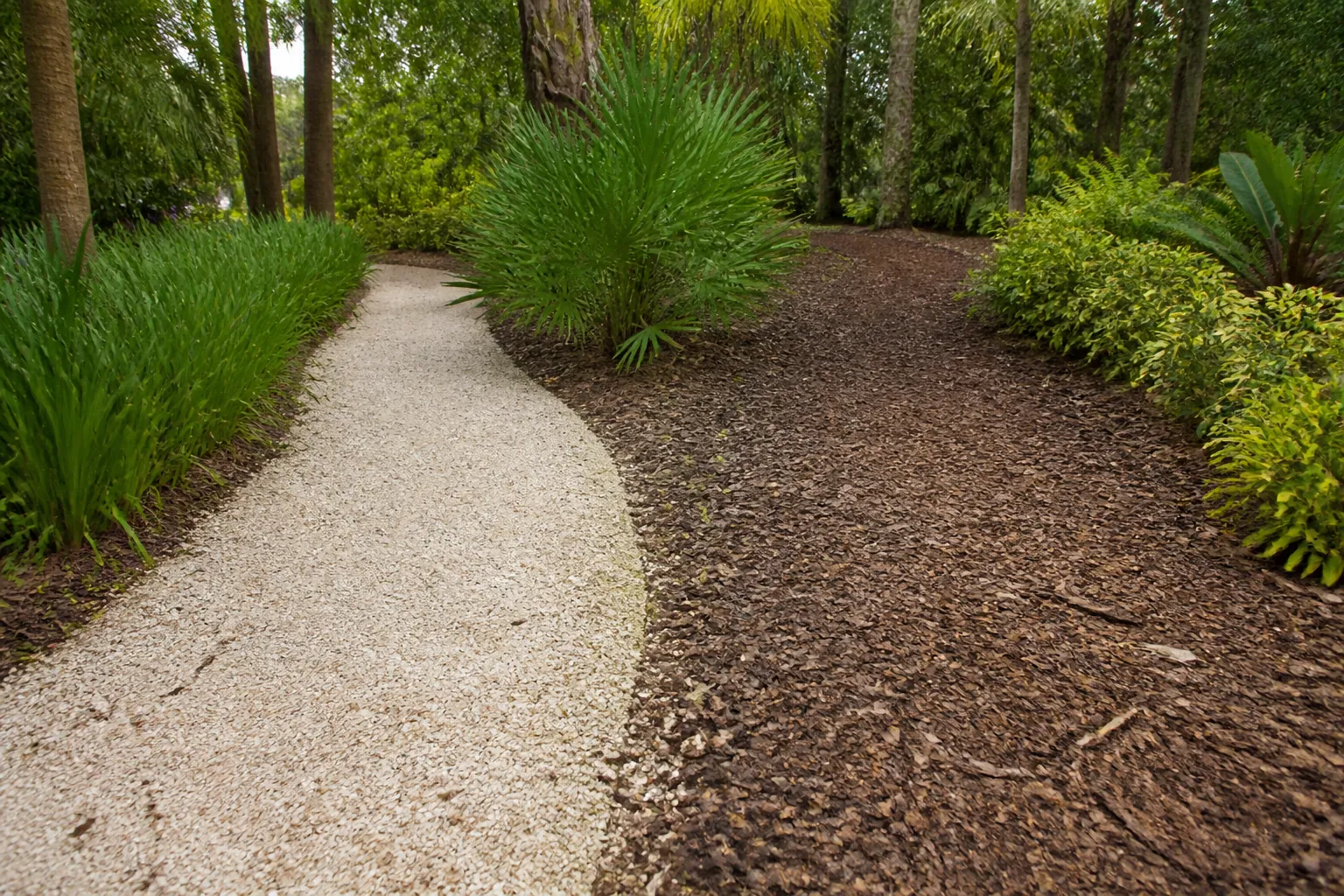 Crushed Shell and Mulch Paths in a Tropical Garden A pale crushed-shell pathway curves beside a broad brown mulch path among palms, shrubs, and tall trees.