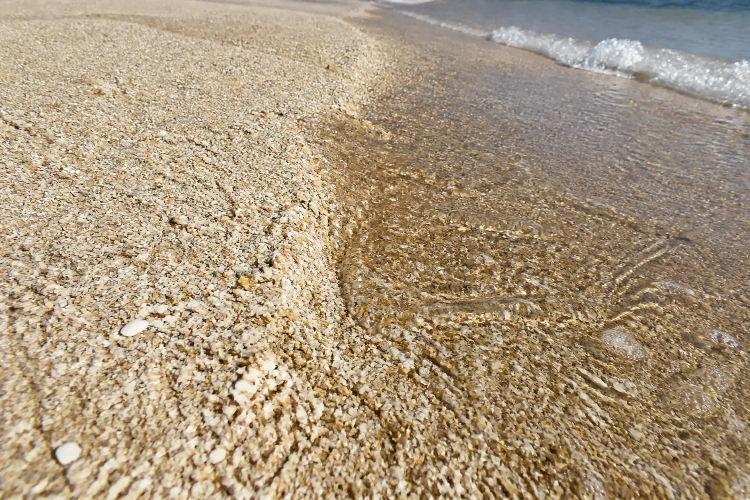 Wet and Dry Shell Colors Along the Shoreline Pale, dry shell fragments border darker golden shells beneath shallow seawater, with small waves along the shoreline.