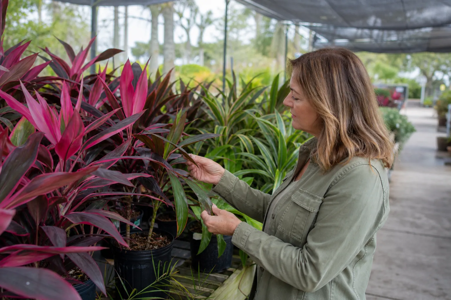 Woman comparing cordyline plants at a garden nursery Woman examining the leaves of red and green cordyline plants displayed in pots at a garden nursery