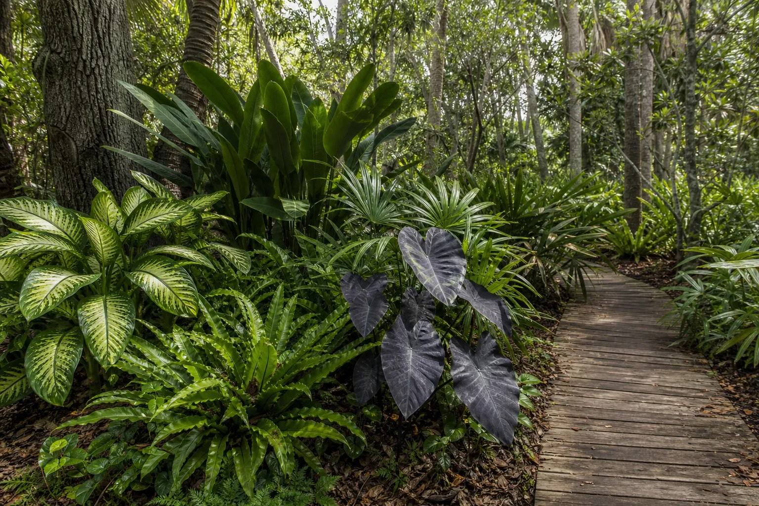 Tropical-Looking Foliage Along a Shaded Woodland Boardwalk Wooden boardwalk winding through a shaded garden filled with palms, ferns, and broad-leaved tropical-looking plants.