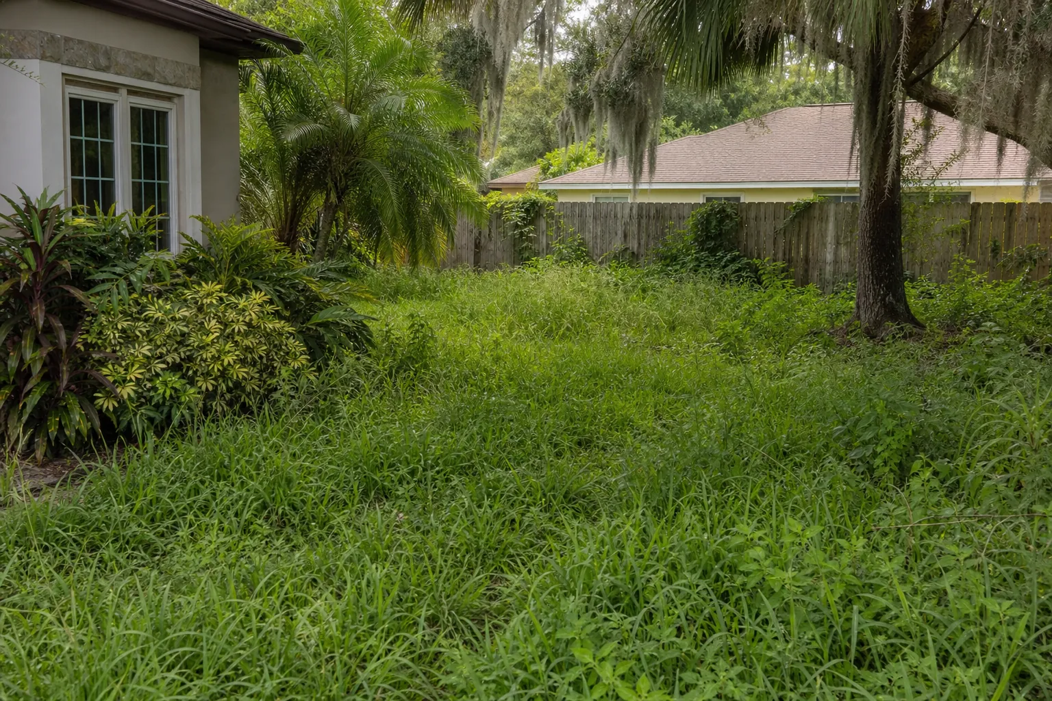 Overgrown St. Augustine Yard Beside a House Overgrown grass and weeds fill a shaded yard beside a house, wooden fence, palms, and a moss-draped tree.