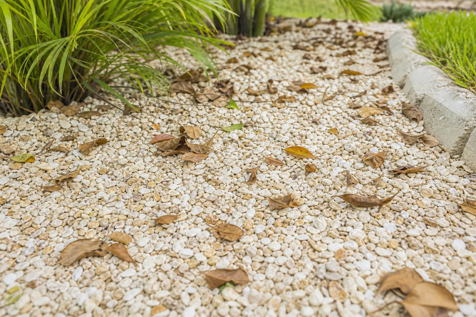Fallen Leaves on a Coquina Shell Garden Bed Dry brown leaves scattered across a pale coquina shell garden bed beside green plants and a curved concrete lawn border.