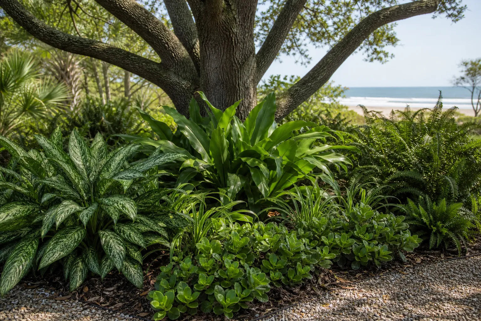 Which Salt-Tolerant Plants Grow in Shaded St. Augustine Beach Yards? in Florida Editorial illustration of Which Salt-Tolerant Plants Grow in Shaded St. Augustine Beach Yards? in Florida