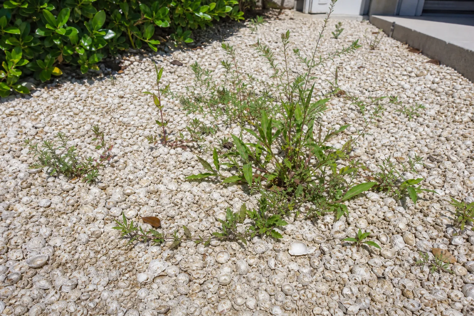 Weeds Growing Through Coquina Shell Ground Cover (featured) Green weeds growing through a bed of pale coquina shells beside a leafy hedge and a concrete step.