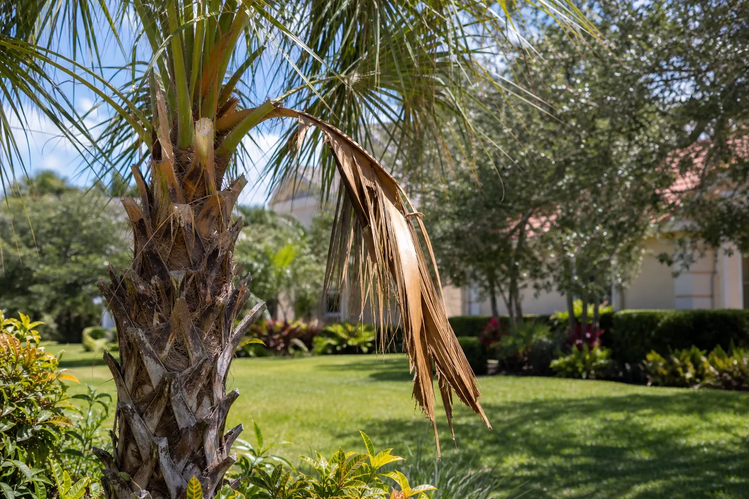 Remove Broken or Dangerous Fronds Carefully in Florida Editorial illustration of Remove Broken or Dangerous Fronds Carefully in Florida