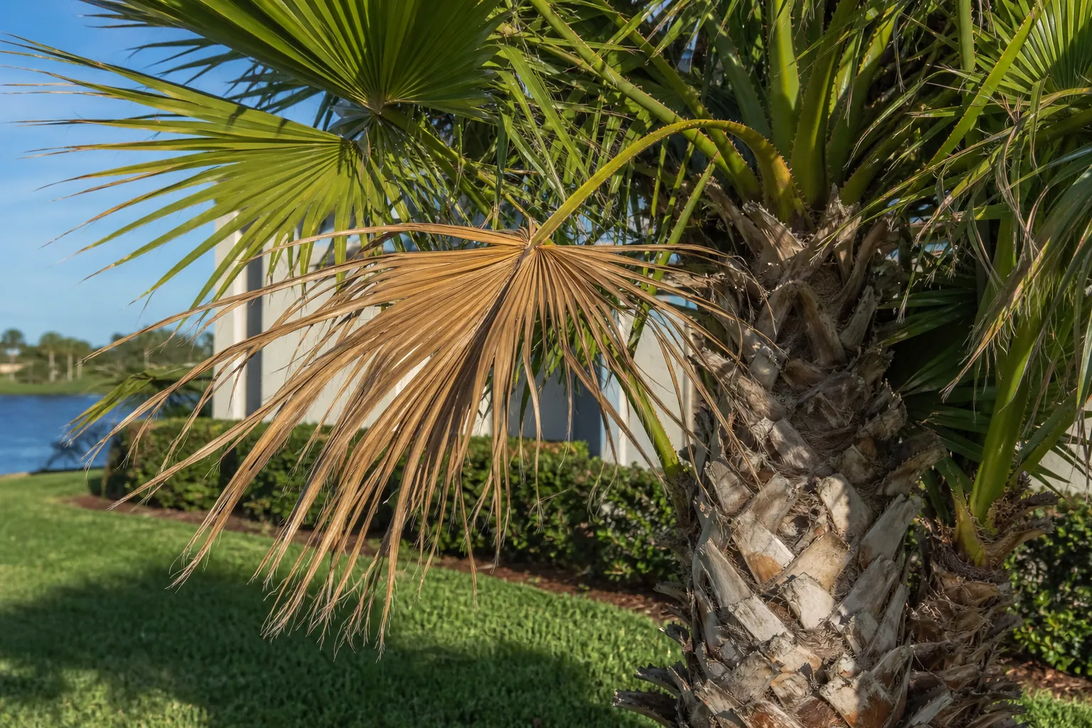Start With Fronds That Are Clearly Dead in Florida Editorial illustration of Start With Fronds That Are Clearly Dead in Florida