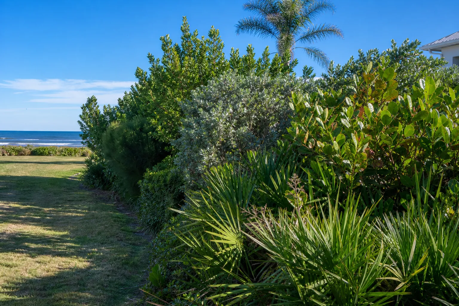 Coastal Windbreak Plants Beside an Oceanfront Lawn Dense coastal shrubs, palms, and grasses form a windbreak beside a lawn overlooking the ocean under a clear blue sky.