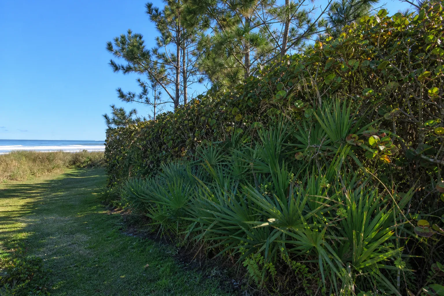 Coastal Windbreak Plants Along a Grassy Beach Path Dense palmettos, shrubs, and pine trees form a coastal windbreak beside a grassy path leading to the ocean.