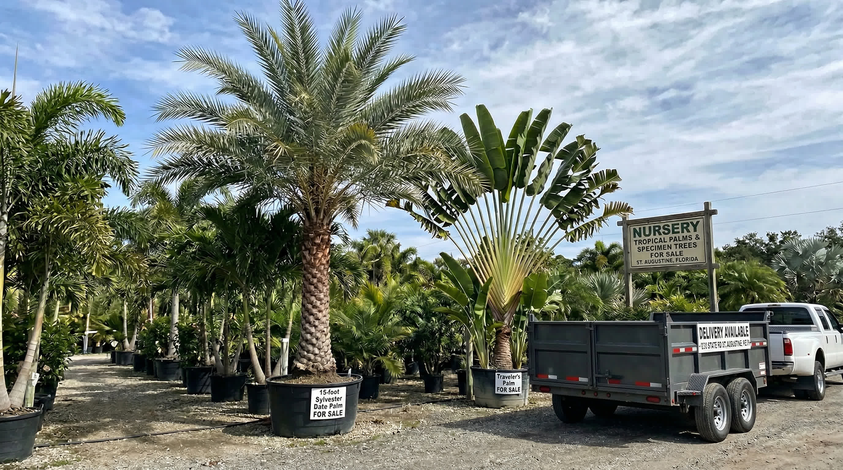 Large Tropical Plants & Specimen Trees for Sale in St. Augustine — Instant Impact | Tropical Yards St Augustine, FL | Best tropical plants and coquina shell in St Augustine