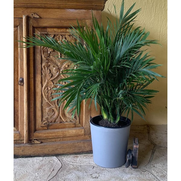 Palm Trees for sale in Northeast Florida | Tropical Yards St Augustine, FL | Best tropical plants and coquina shell in St Augustine