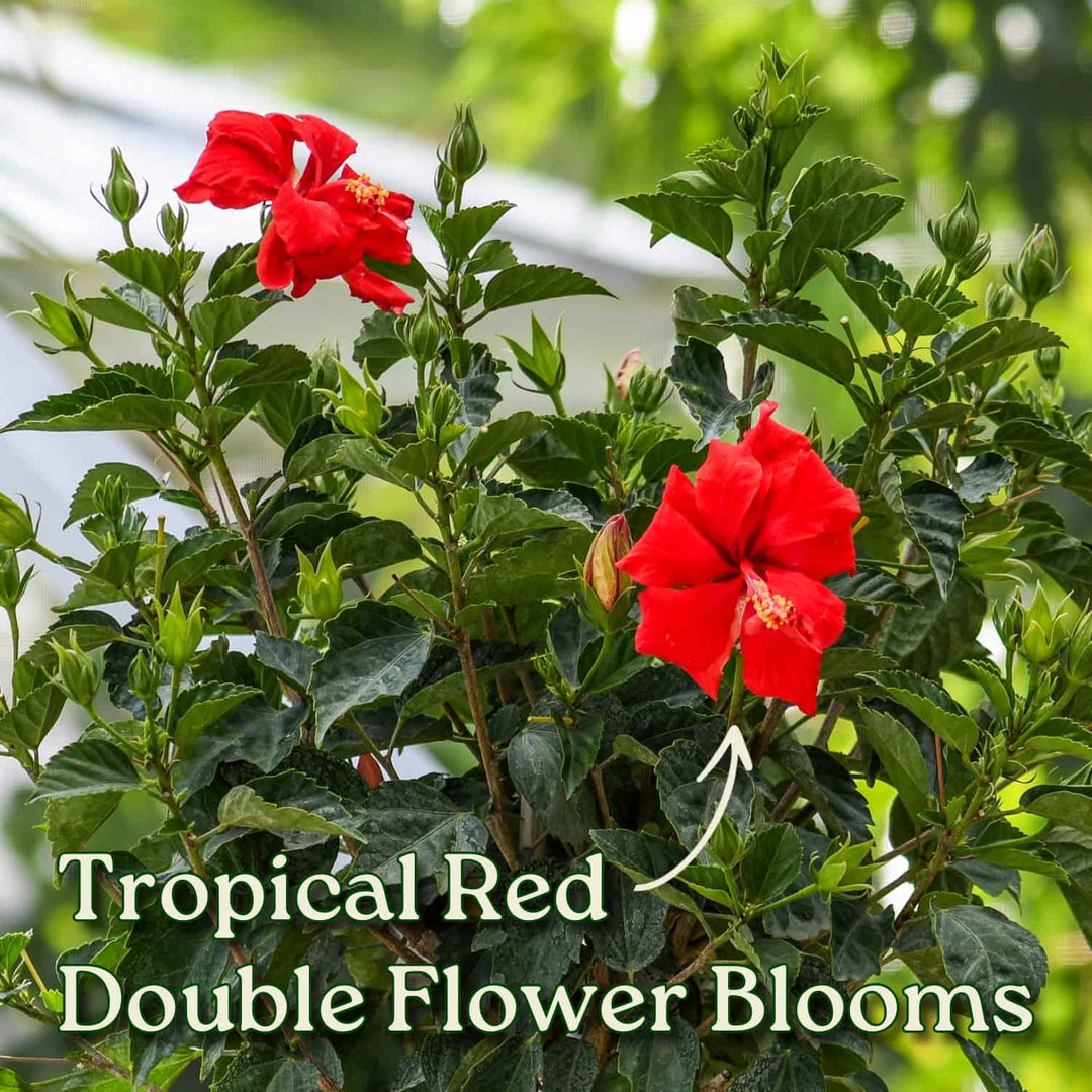 Hibiscus for sale in Northeast Florida | Tropical Yards St Augustine, FL | Best tropical plants and coquina shell in St Augustine